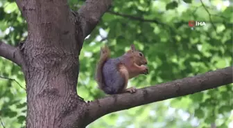 İstanbul'un Sevimli Sincapları Renkli Görüntüler Oluşturdu