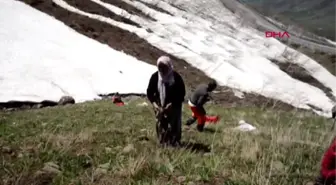 Muş'ta Terörden Arındırılan Dağlarda Ot Topluyorlar