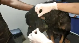Ağır Yaralı Köpekten Binlerce Kurt Çıktı