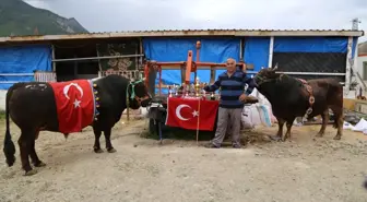 Artvin'de Milyonluk Boğa Üretim Çiftliği