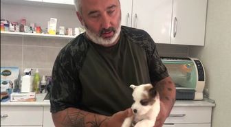 Yavru Köpeğe Hidrosefali Şüphesi