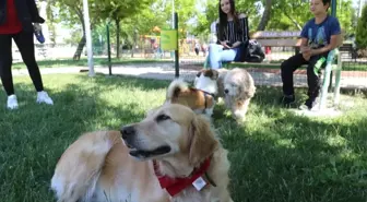 Akhisar'da Köpeklerin de Artık Bir Parkı Var