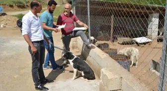 Belediye ve Gönüllülerden Sokak Köpeklerine Barınak