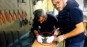 Üzerinden Araba Geçen Kaplumbağayı Kaportacıda Hayata Döndürdüler