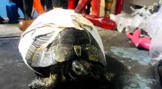 Kaplumbağayı Kaportacıda Hayata Döndürdüler