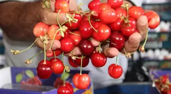 Dünyanın Kirazı Manisa'dan