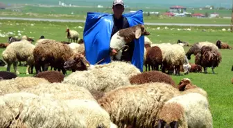 Muş'ta Çobanların Ramazan Mesaisi