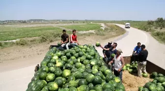 Adana Karpuzunda Hasat Sevinci