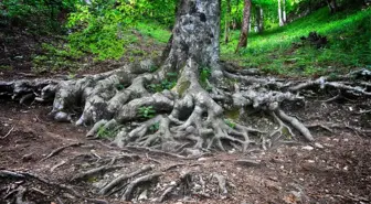 Ağaçların 'Sosyal Ağlarının' Haritası Çıkartıldı
