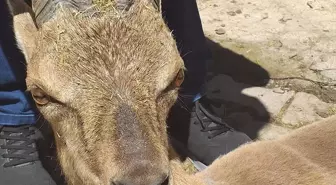 Dağ Keçisi Köye İndi