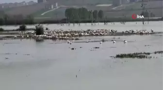 Göç Eden Pelikanlar İnegöl Boğazköy Barajı'na Uğradı.