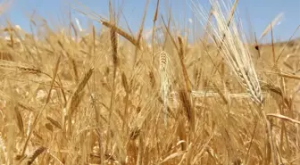 Hasat Sezonunun İlk Buğdayı Gtb'de İşlem Gördü