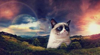 İnternetin Acı Günü: Asık Suratıyla Tanınan Grumpy Cat, 7 Yaşında Öldü