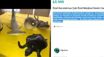 Nesli tükenmekte olan canlıların internetten satışına komik ceza