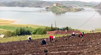 Pertek İlçesine 10 Bin Lavanta Ekildi