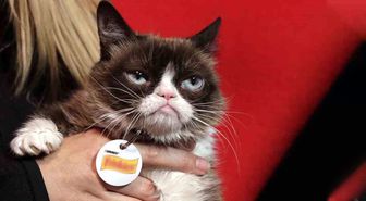 Sosyal Medya Fenomeni Cüce Kedi Grumpy Cat Öldü