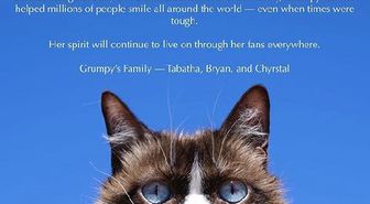 Sosyal Medya Fenomeni 'Grumpy Cat' Hayatını Kaybetti