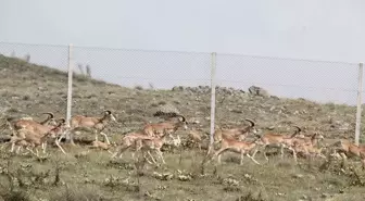 Anadolu Cereni' Koruma Altında Çoğalıyor