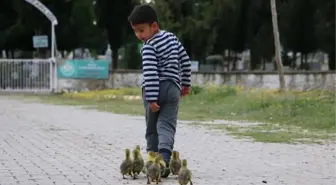 Minik Besim'in Kaz Yavrularıyla Yürek Isıtan Dostluğu