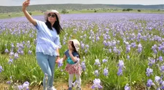 Zambak Bahçelerinde Görsel Şölen