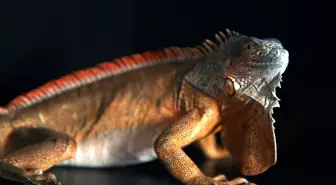 Düzce'de İguana Yakalandı