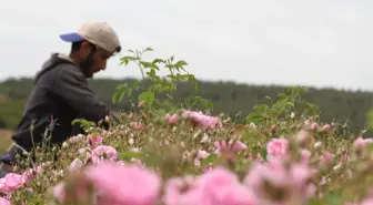 Gülün Başkenti Isparta Ardıçlı'da Gül Hasadı Başladı