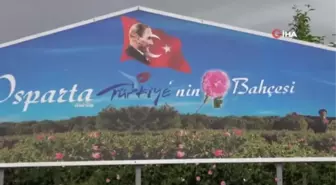 Gülün Başkenti Isparta Ardıçlı'da Gül Hasadı Başladı