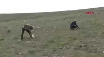 Konya Altın Arar Gibi 'Domalan' Mantarı Arıyorlar