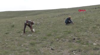 Konya Altın Arar Gibi 'Domalan' Mantarı Arıyorlar