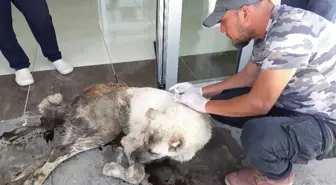 Silahla Vurulan Yaralı Köpek Aile Hekimliğine Sığındı