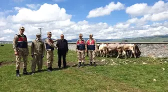 Ardahan'da Hayvan Hırsızları Jandarmadan Kaçamadı