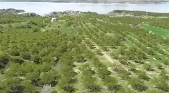 Bereketli Yağışlar Kayısıda Verimi Artırdı (2)