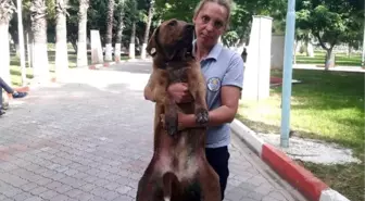 Bıçaklanan Sokak Köpeği, Tedavi Edildi