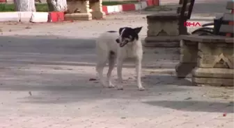 Mersin Sokak Köpeğini Defalarca Bıçakladılar