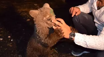 Sevimli Ayı 'Yogi' Bursa Yolcusu