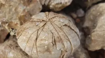 Adıyaman'da 85 Milyon Yıllık Deniz Kestanesi Fosili Bulundu