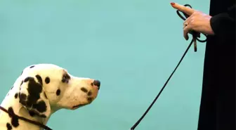 Doktorlardan uyarı: Köpeğinizi tasmayı elinize dolayarak gezdirmeyin