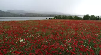 Göldeki ada kırmızıya büründü