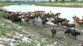 Meraya götürülen hayvanlar nehirden geçiriliyor