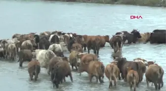 MUŞ Hayvanlar, Karasu Nehri'ni yüzerek meraya ulaşıyor