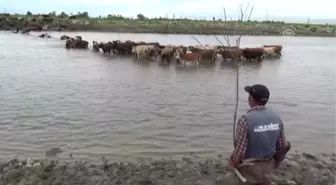 Muş'ta hayvanların nehirdeki yolculuğu