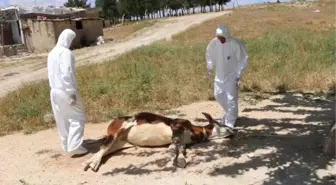 Adıyaman'da köye 'kuduz' karantinası