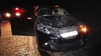 Gercüş'te otomobilin çarptığı eşek telef oldu