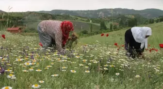 Manisalı Kadınlar Topladıkları Papatyaları Kurutup Kilosunu 35 Liradan Satıyor