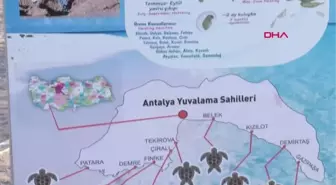 ANTALYA ÇIRALI'DA CARETTA SEVİNCİ