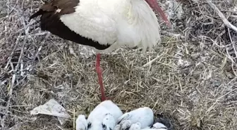 Leyleğin 'yavru' nöbeti