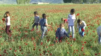 Muş Ovası, gelinciklerle renklendi