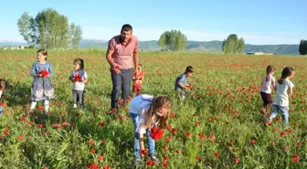 Muş Ovası kırmızıya büründü