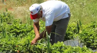 Zahter diyarında artık çilek de yetişiyor