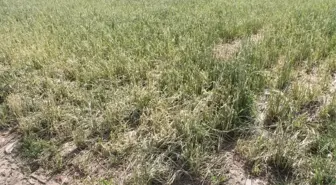 Amasyalı çiftçiler köylerinin afet bölgesi kapsamına alınmasını istiyor